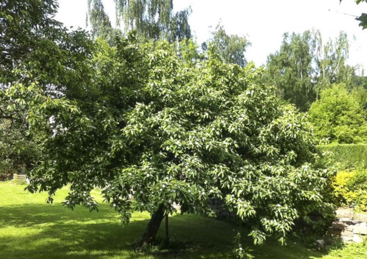 Le Rimamir De Charme Au Bord De L'ambleve